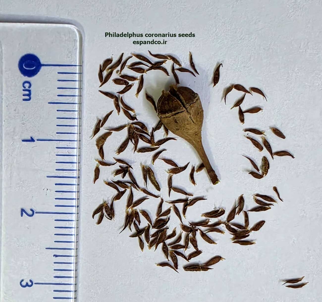  Philadelphus coronarius seeds 